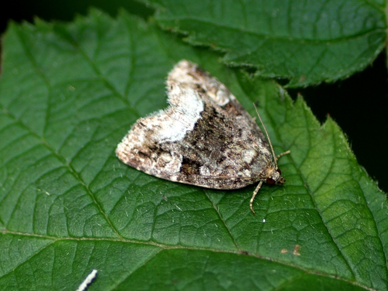 Noctuidae?